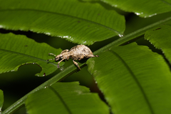 Dermatoxenus caesicollis