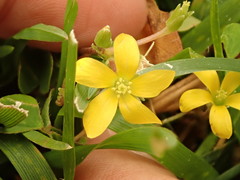 Oxalis pilosa