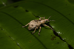 Dermatoxenus caesicollis