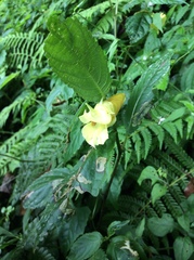 Impatiens tayemonii