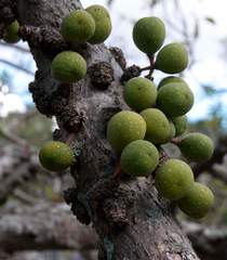 Ficus tremula