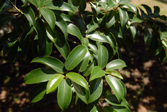Ficus tremula