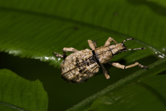 Dermatoxenus caesicollis