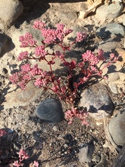 Polycarpon tetraphyllum tetraphyllum