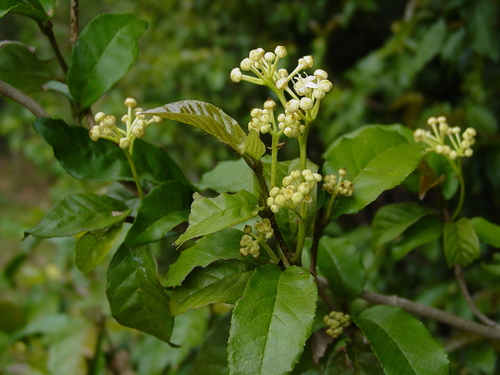 redhair-bush (Lasiodiscus pervillei)