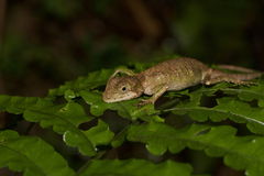 Diploderma polygonatum xanthostomum