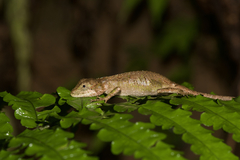 Diploderma polygonatum xanthostomum