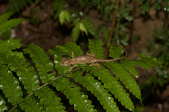 Diploderma polygonatum xanthostomum