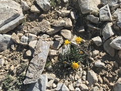 Packera werneriifolia