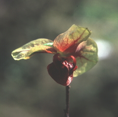 Monodora junodii junodii