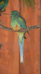 Psephotus
