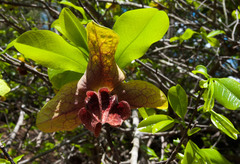 Monodora junodii junodii