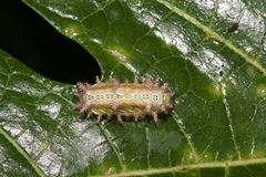 Phlossa conjuncta