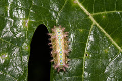 Phlossa conjuncta