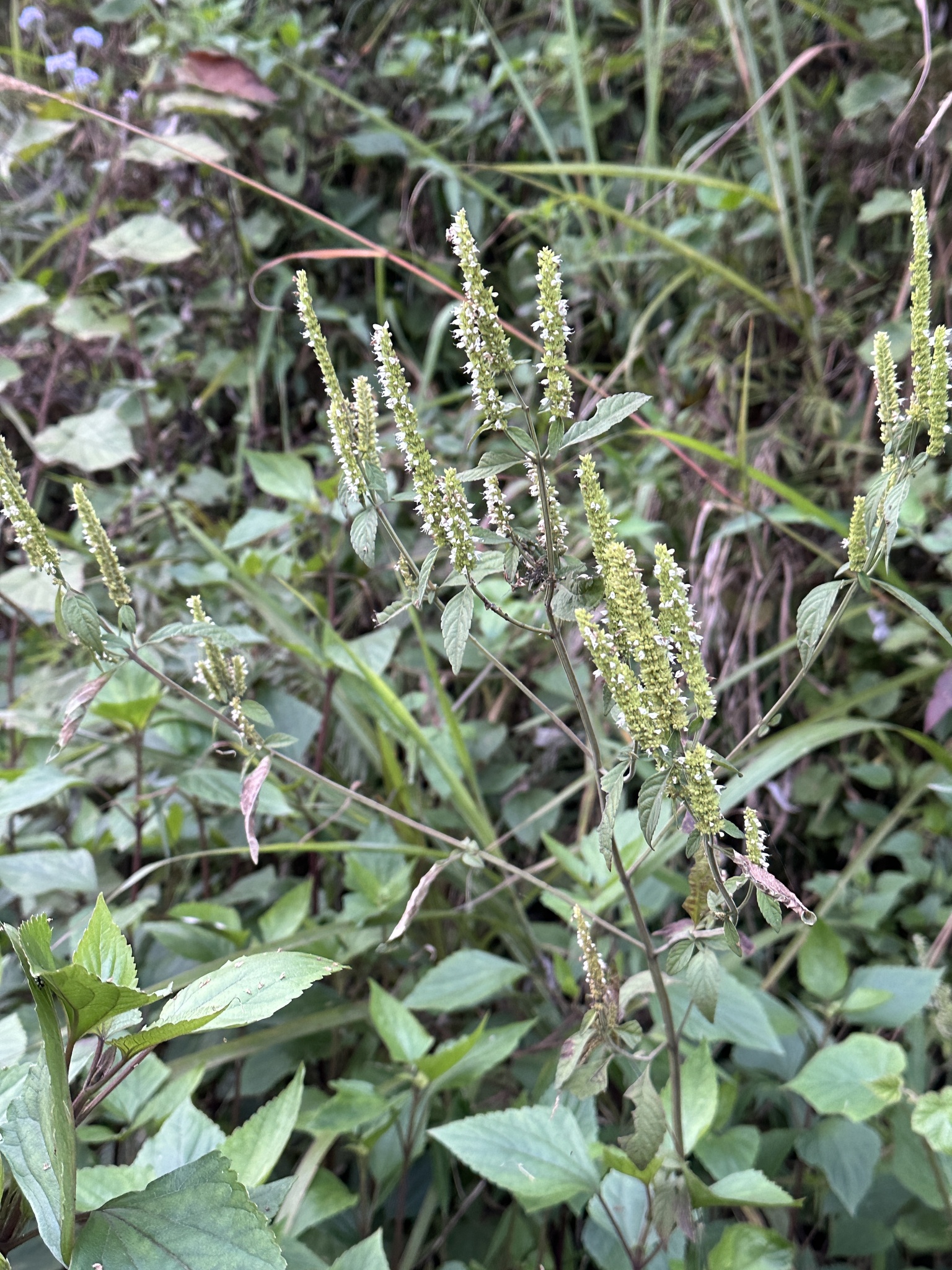 Elsholtzia blanda (Elsholtzia blanda)