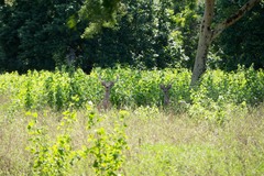Rusa timorensis