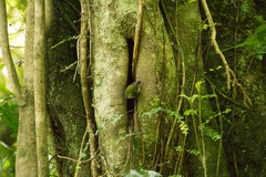Acanthisitta chloris