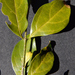 Psydrax fragrantissima - Photo (c) Francois du Randt,  זכויות יוצרים חלקיות (CC BY-NC), הועלה על ידי Francois du Randt