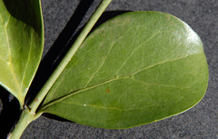 Psydrax fragrantissima