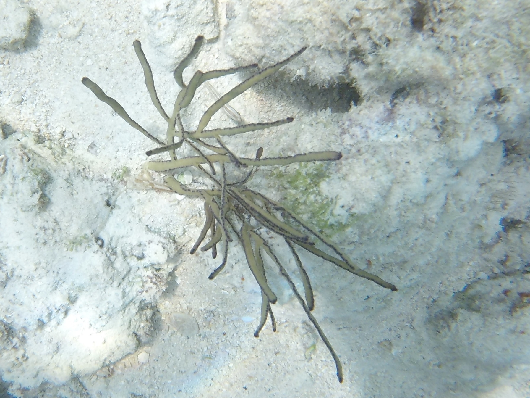 Pterogorgia anceps (Pallas, 1766)
