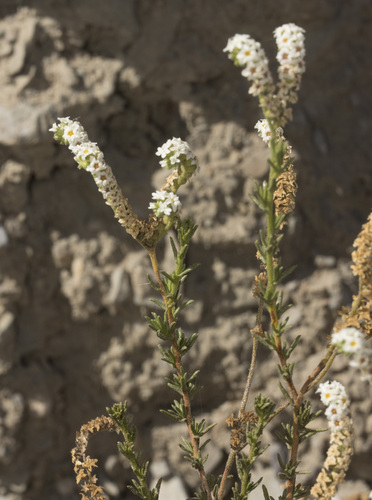 Heliotropium chenopodiaceum (Heliotropium chenopodiaceum)