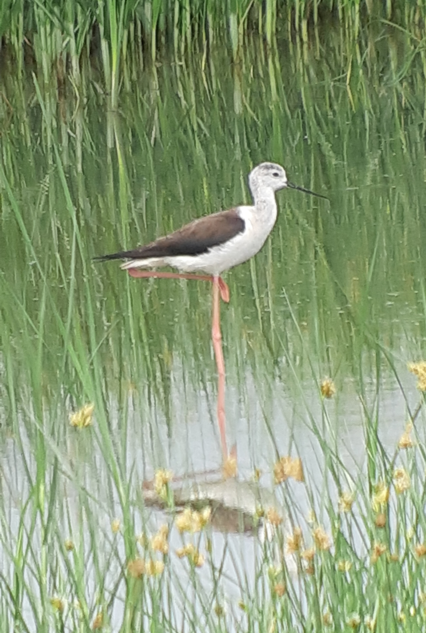Black-winged Stilt