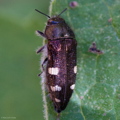 Acmaeodera prorsa