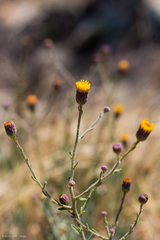 Erigeron petrophilus