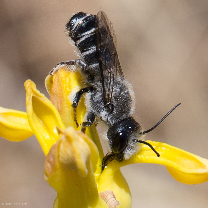Golden-eardrops Resin Bee