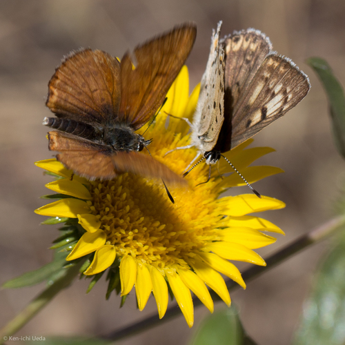 Gorgon Copper photo 5