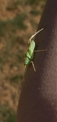 Meconema thalassinum