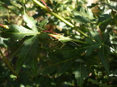 Meconema thalassinum