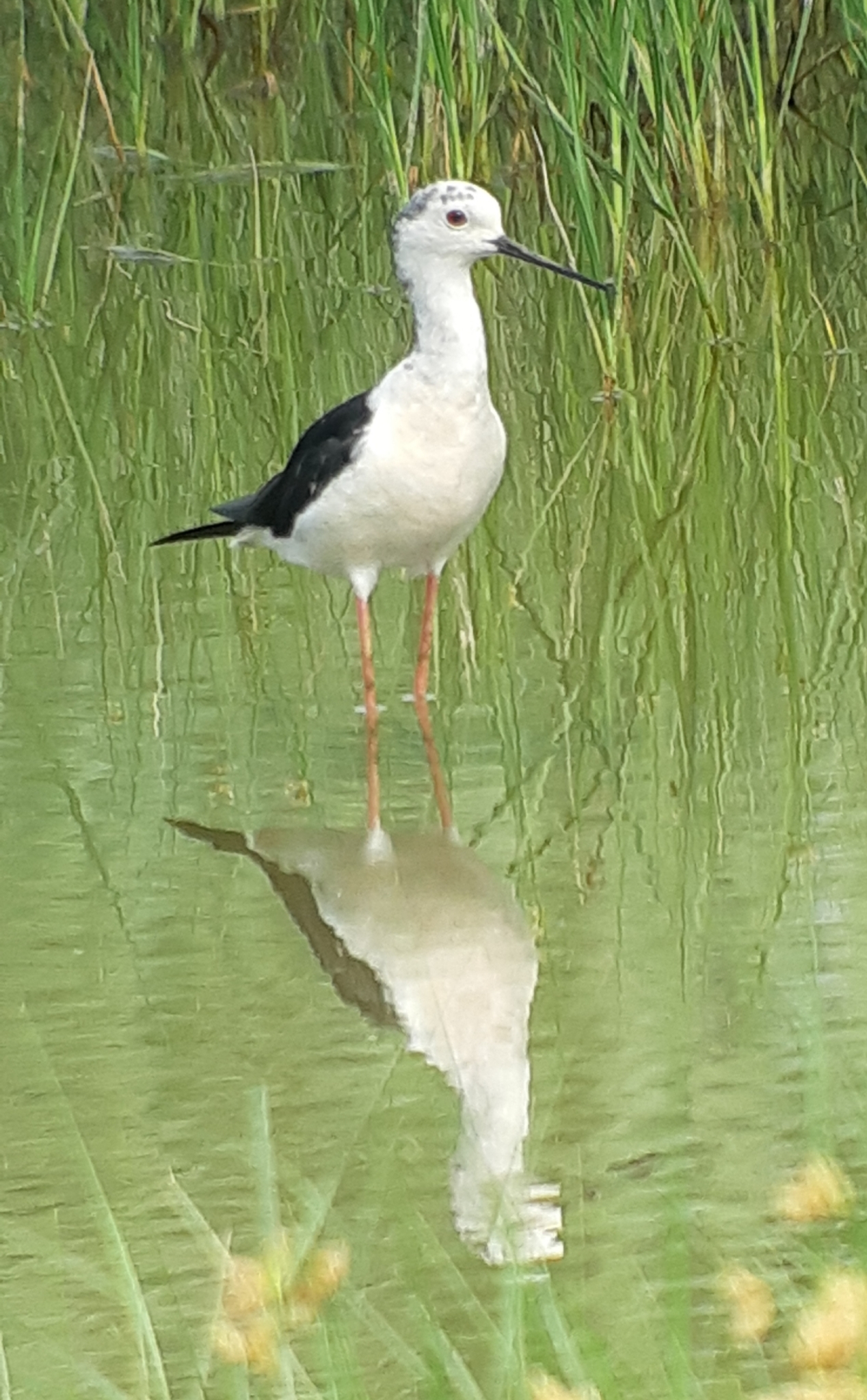 Black-winged Stilt