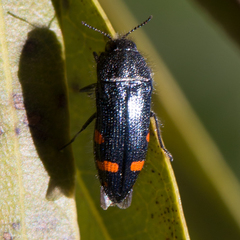 Acmaeodera mariposa mariposa
