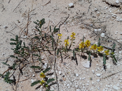 Port Royal senna (Senna italica)