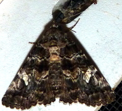 Metria amella