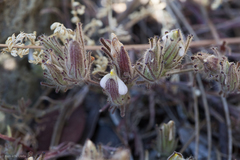 Cordylanthus nidularius