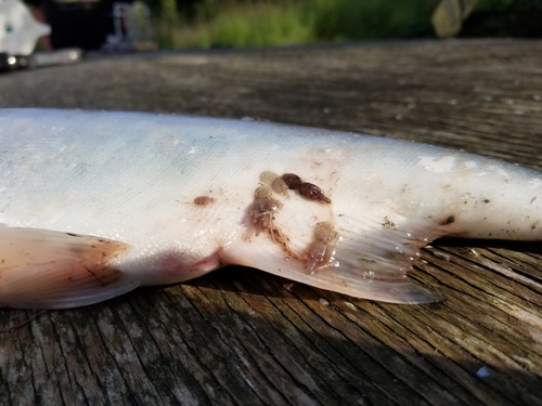 Lepeophtheirus salmonis