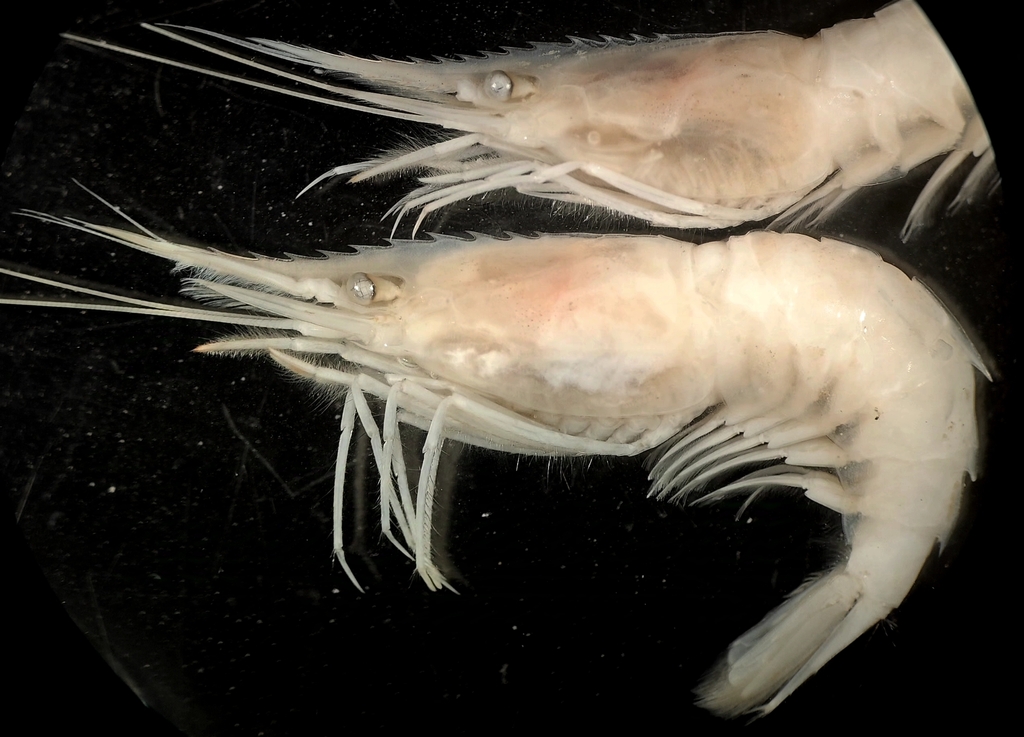 Procletes