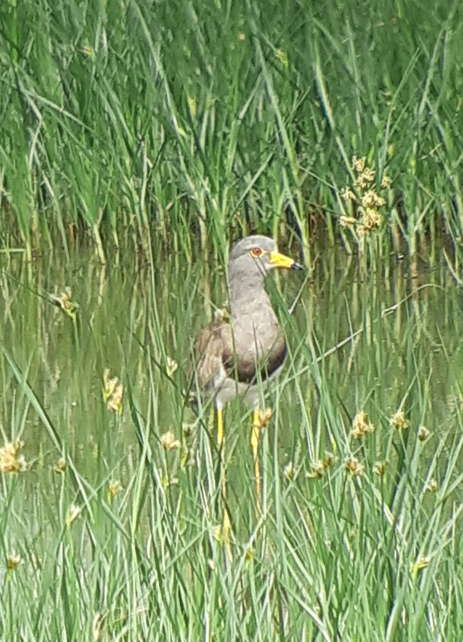 Grey-headed Lapwing