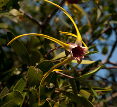Strophanthus gerrardii
