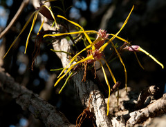 Strophanthus gerrardii