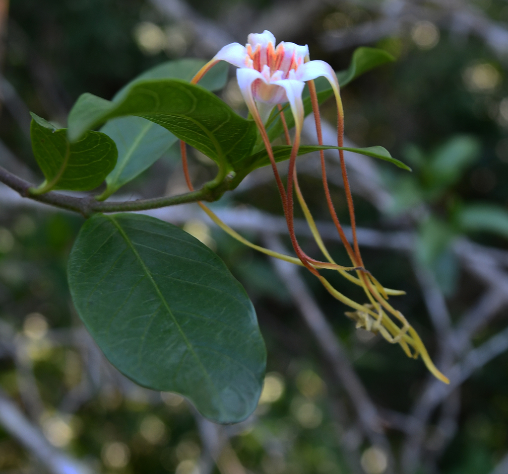 Strophanthus luteolus