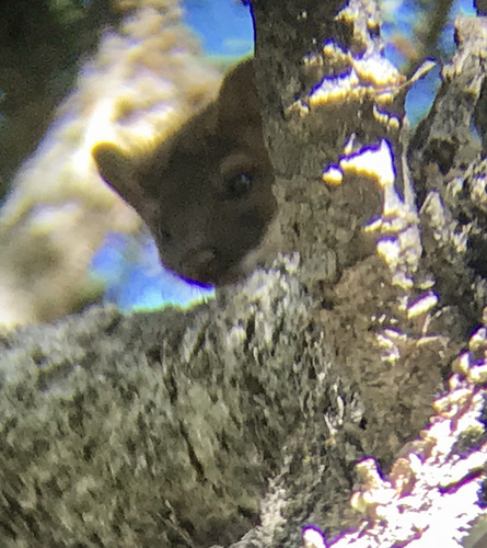iNaturalist observation photo of Weasels