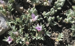 Astragalus kentrophyta tegetarius