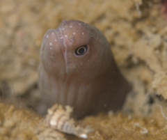 Palechin Moray photo 4