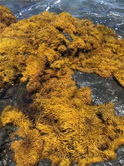 Ahnfeltiopsis concinna