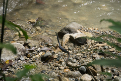 Dendrelaphis formosus