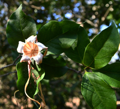 Strophanthus petersianus