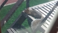 Sciurus carolinensis